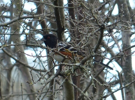 Spotted Towhee